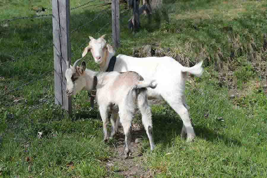 Unsere Tiere